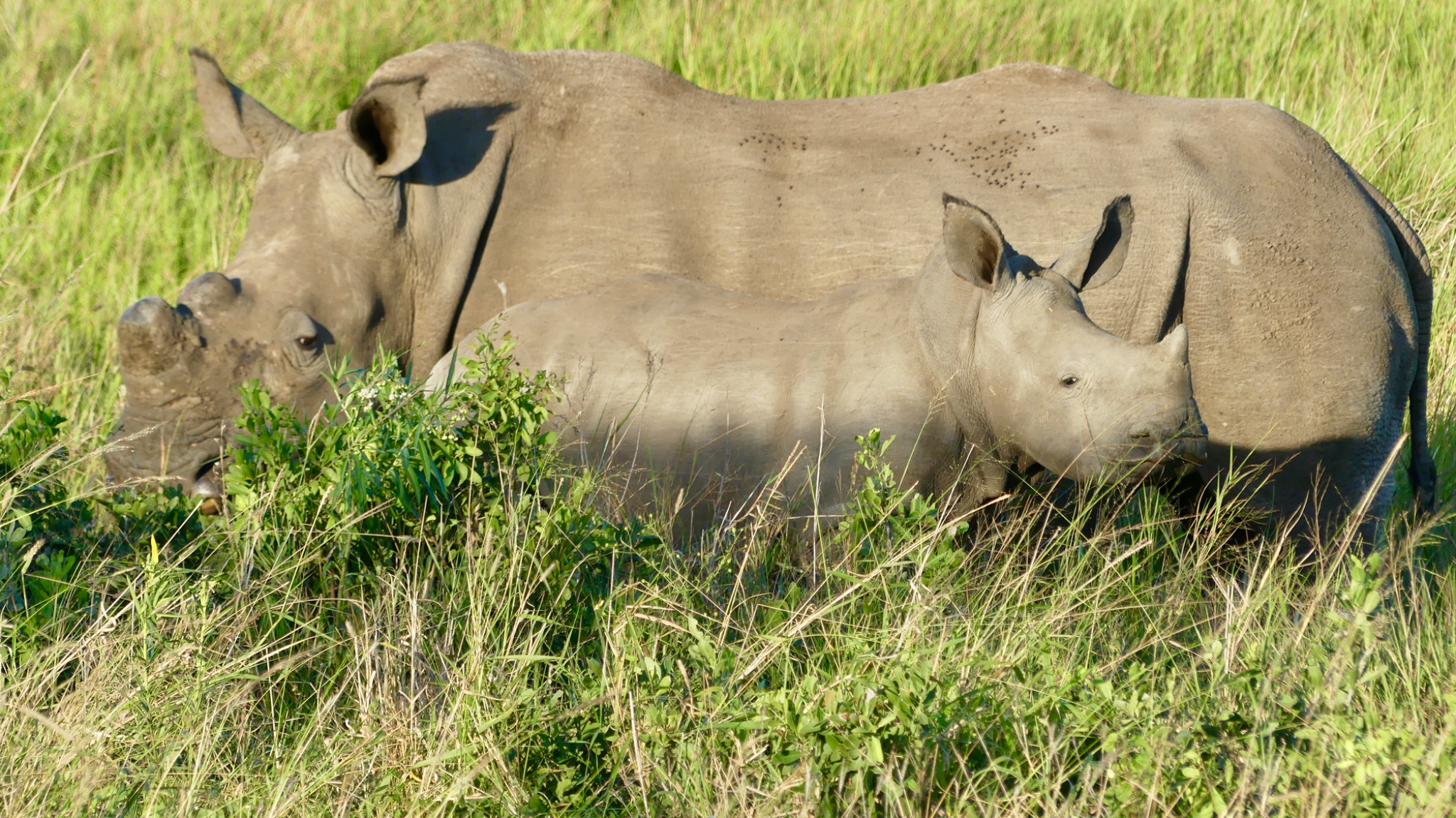 South Africa Safari 2019